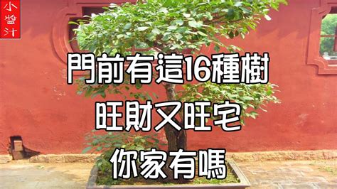 門前種什麼好|門前種什麼樹風水好 庭院種樹風水講究